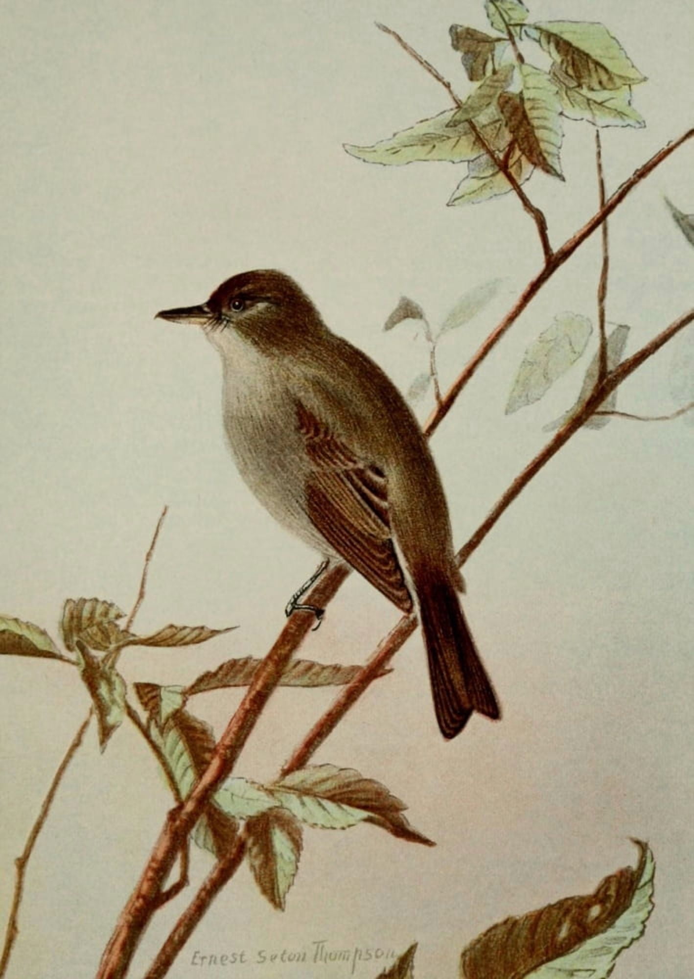 Bird Life 1901 Wood Pewee Canvas Art - Ernest T Seton (24 x 36)