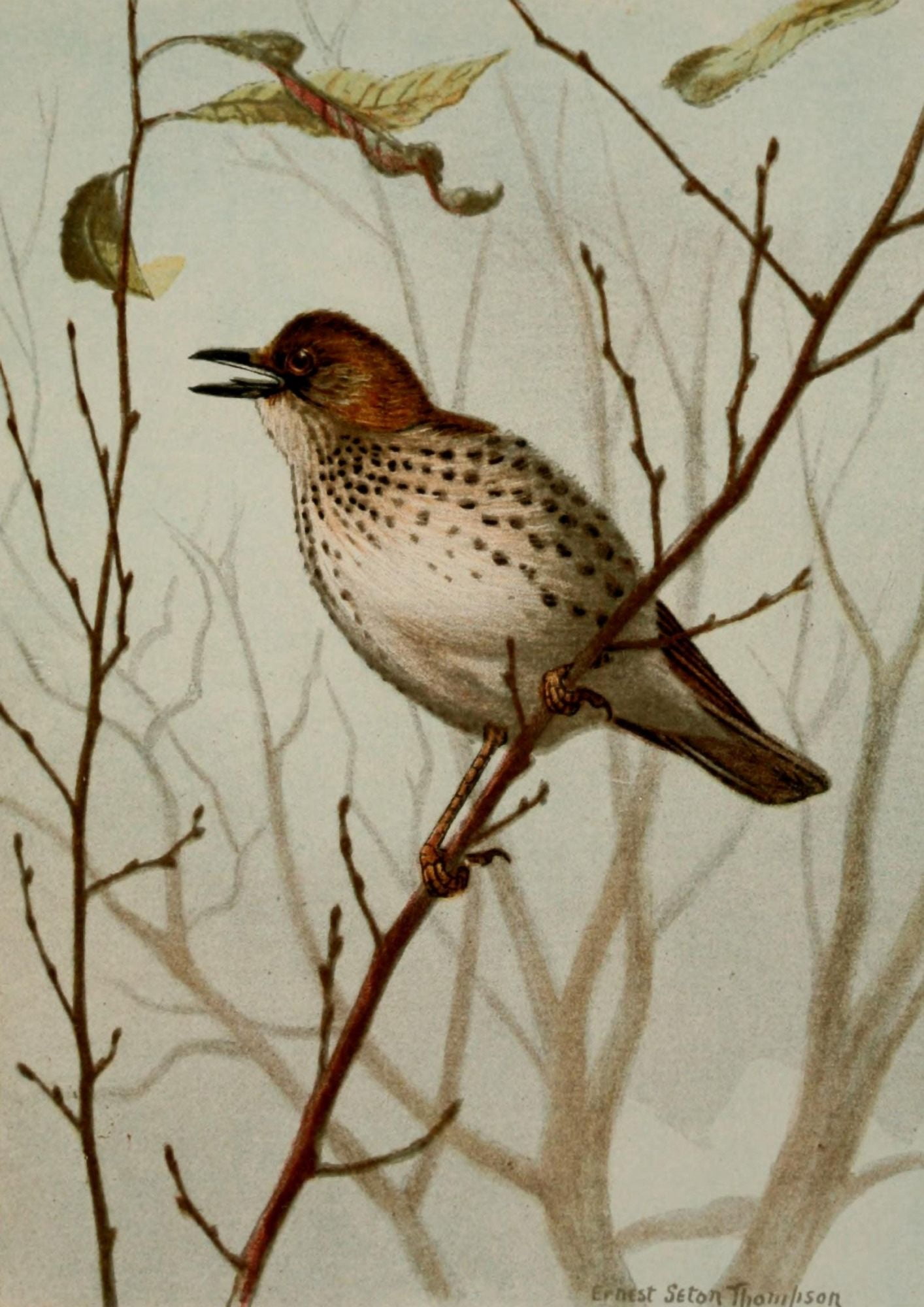 Bird Life 1901 Wood Thrush Canvas Art - Ernest T Seton (24 x 36)