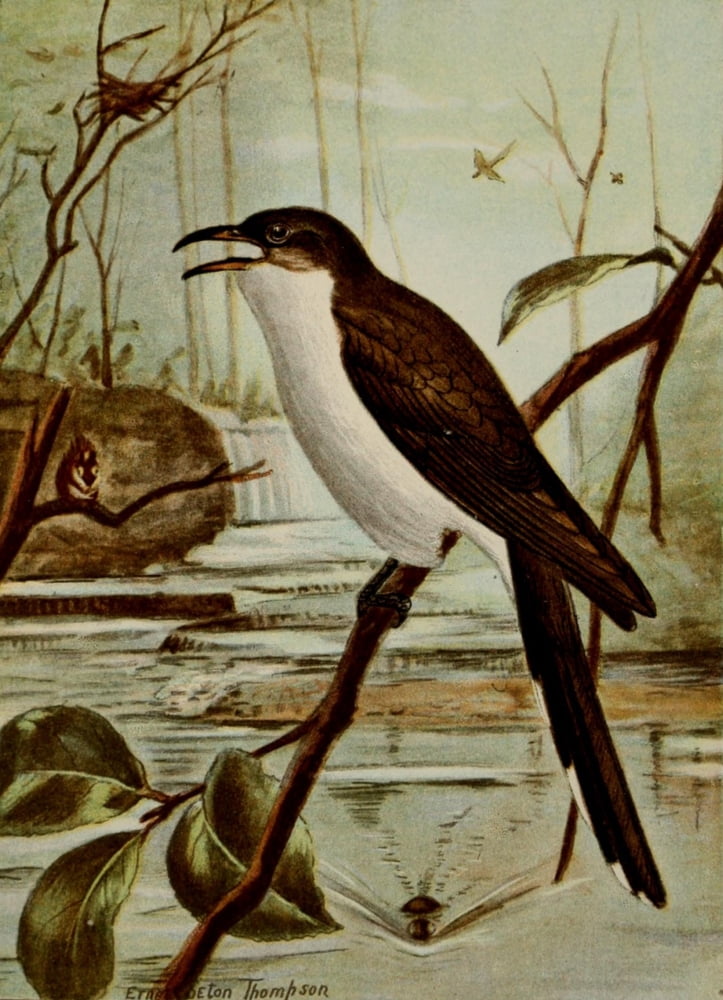 Bird Life 1901 Yellow-billed Cuckoo Canvas Art - Ernest T Seton (24 x 36)