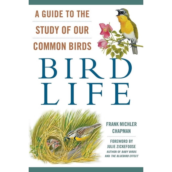 Bird Life : A Guide to the Study of Our Common Birds (Paperback)