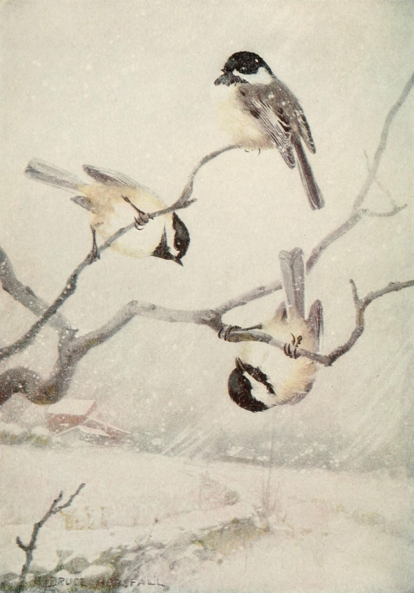 Bird Lore 1912 Chickadee Canvas Art - Robert Bruce Horsfall (18 x 24)