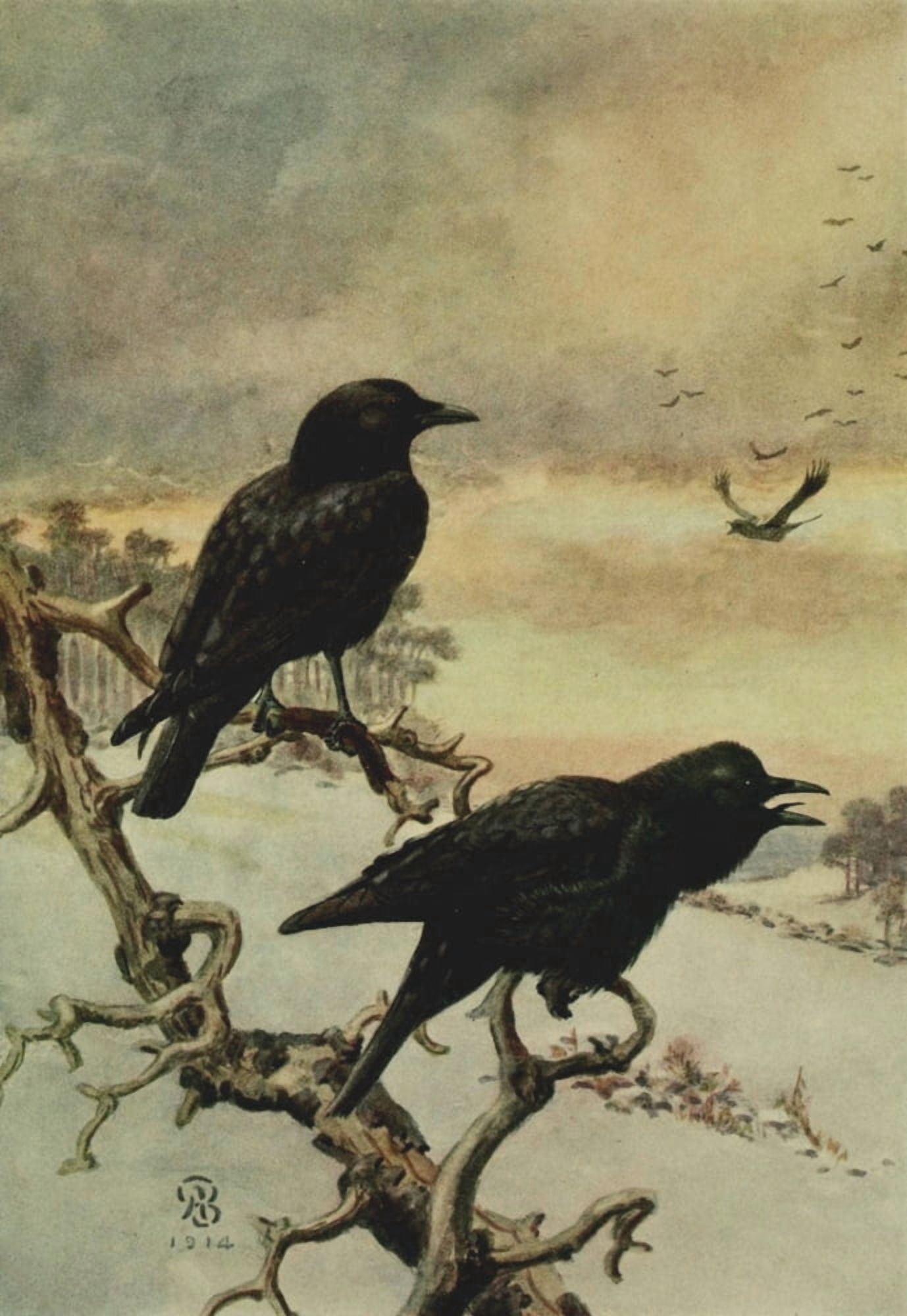 Bird Lore 1914 Crow Canvas Art - Unknown (24 x 36)