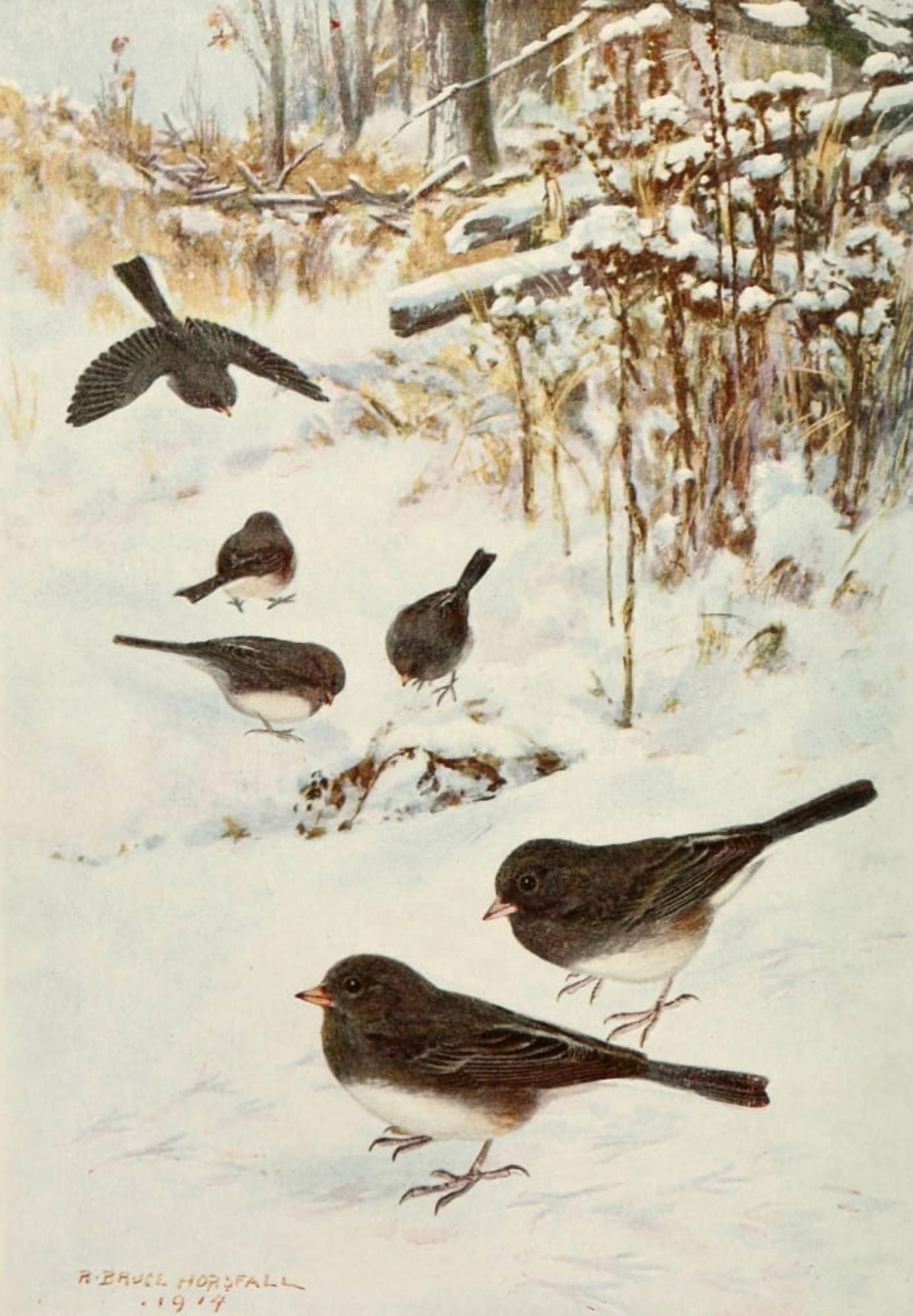 Bird Lore 1918 Slate-coloured Junco Canvas Art - Robert Bruce Horsfall (18 x 24)