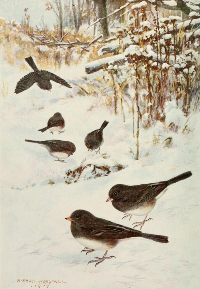 Bird Lore 1918 Slate-coloured Junco Canvas Art - Robert Bruce Horsfall (24 x 36)