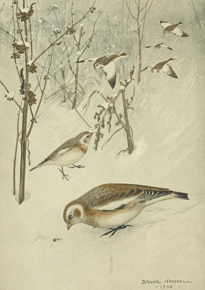 Bird Lore 1918 Snowflake Canvas Art - Robert Bruce Horsfall (18 x 24)
