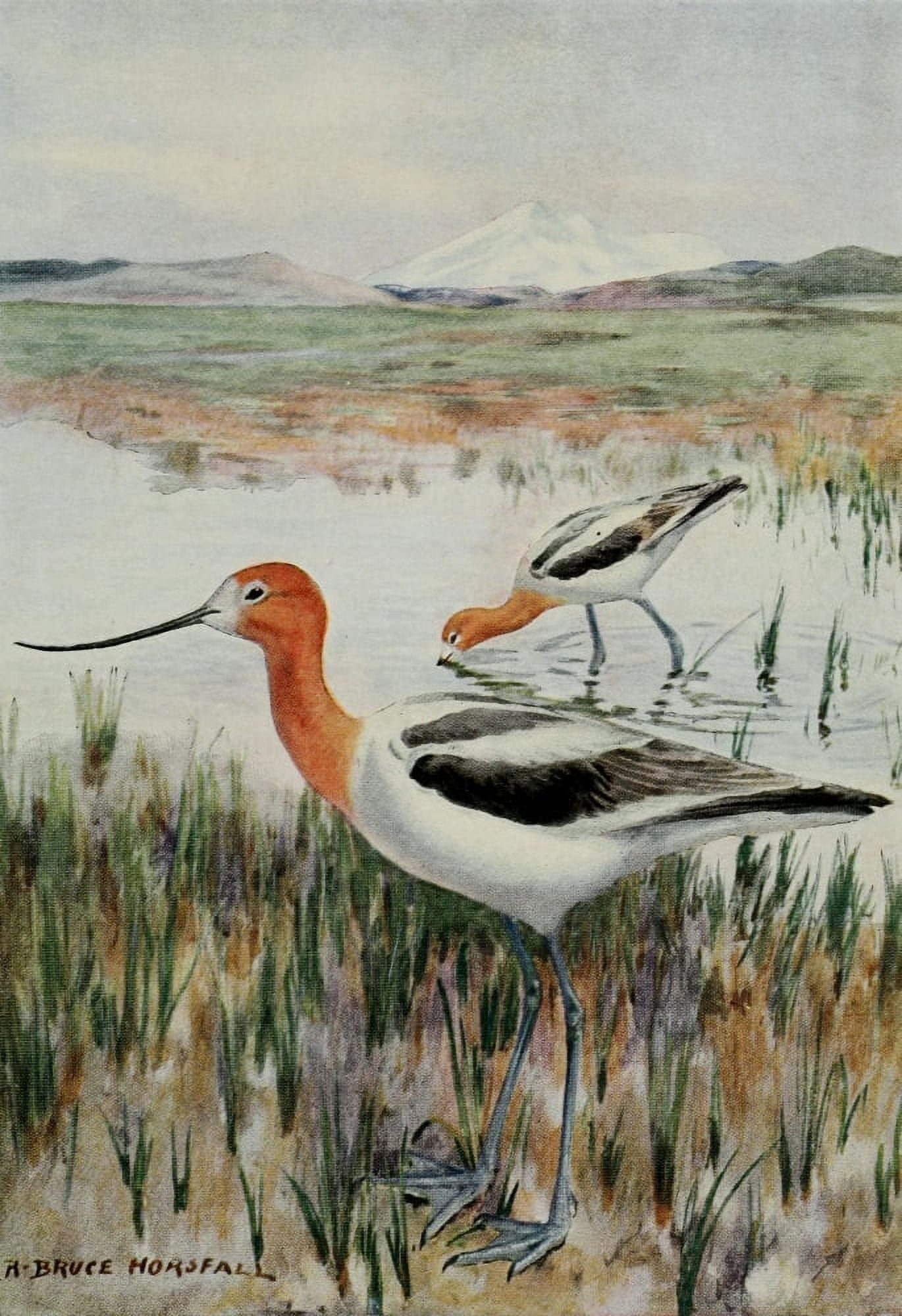 Bird-Lore 1922 Avocet Canvas Art - RB Horsfall (24 x 36)