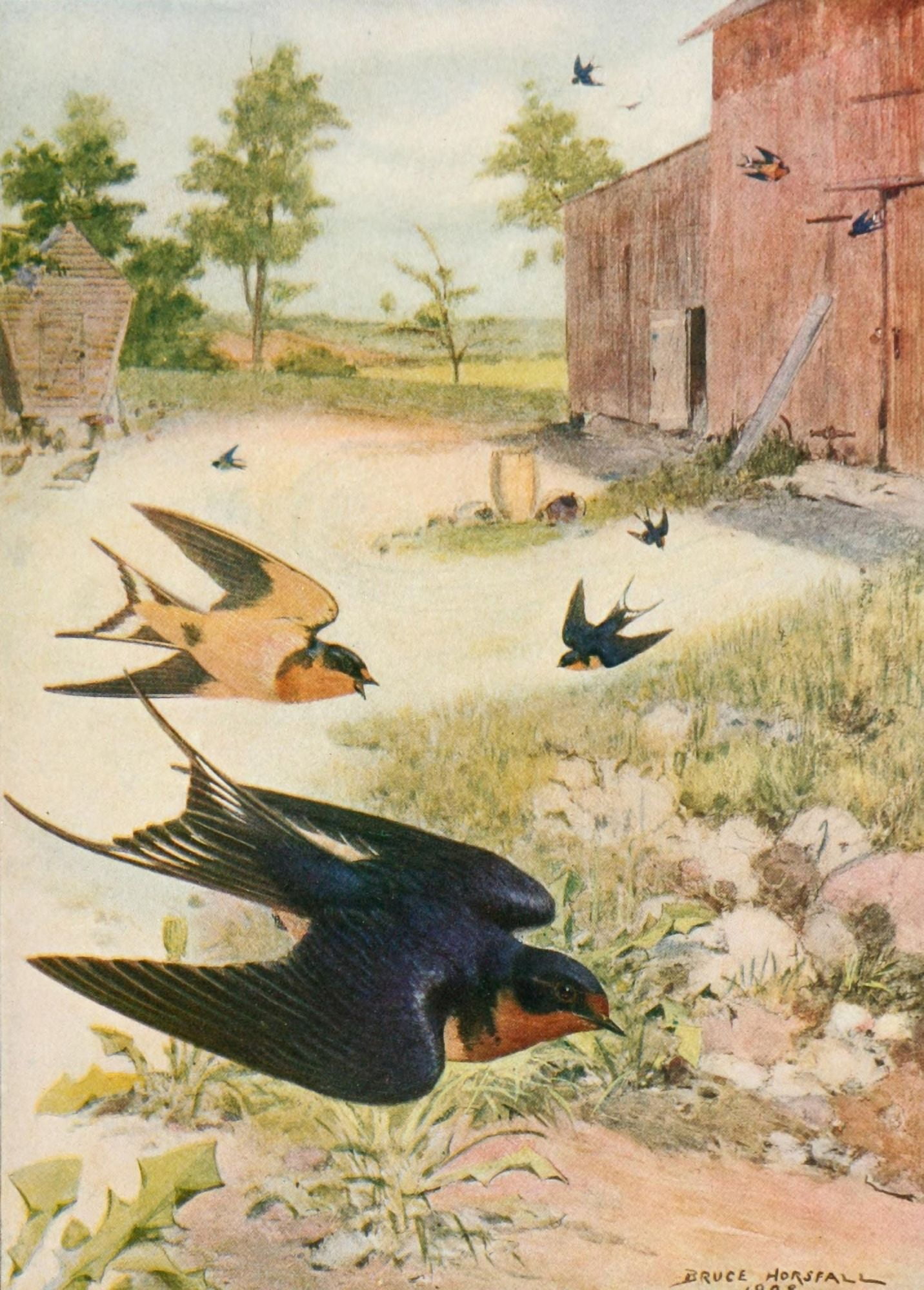 Bird-Lore 1922 Barn Swallow Canvas Art - RB Horsfall (24 x 36)