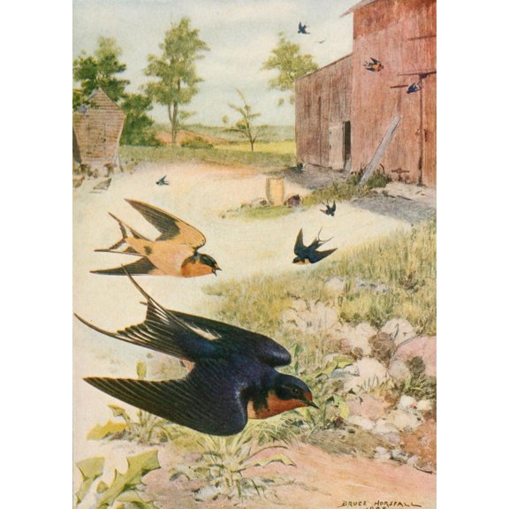 Bird-Lore 1922 Barn Swallow Poster Print by R.B. Horsfall