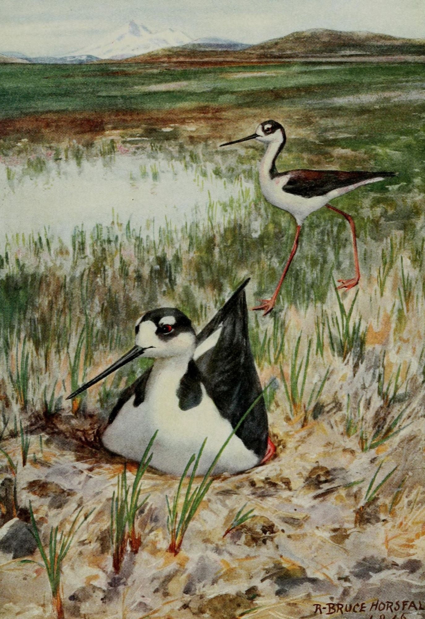 Bird-Lore 1922 Black-necked Stilt Canvas Art - RB Horsfall (18 x 24)