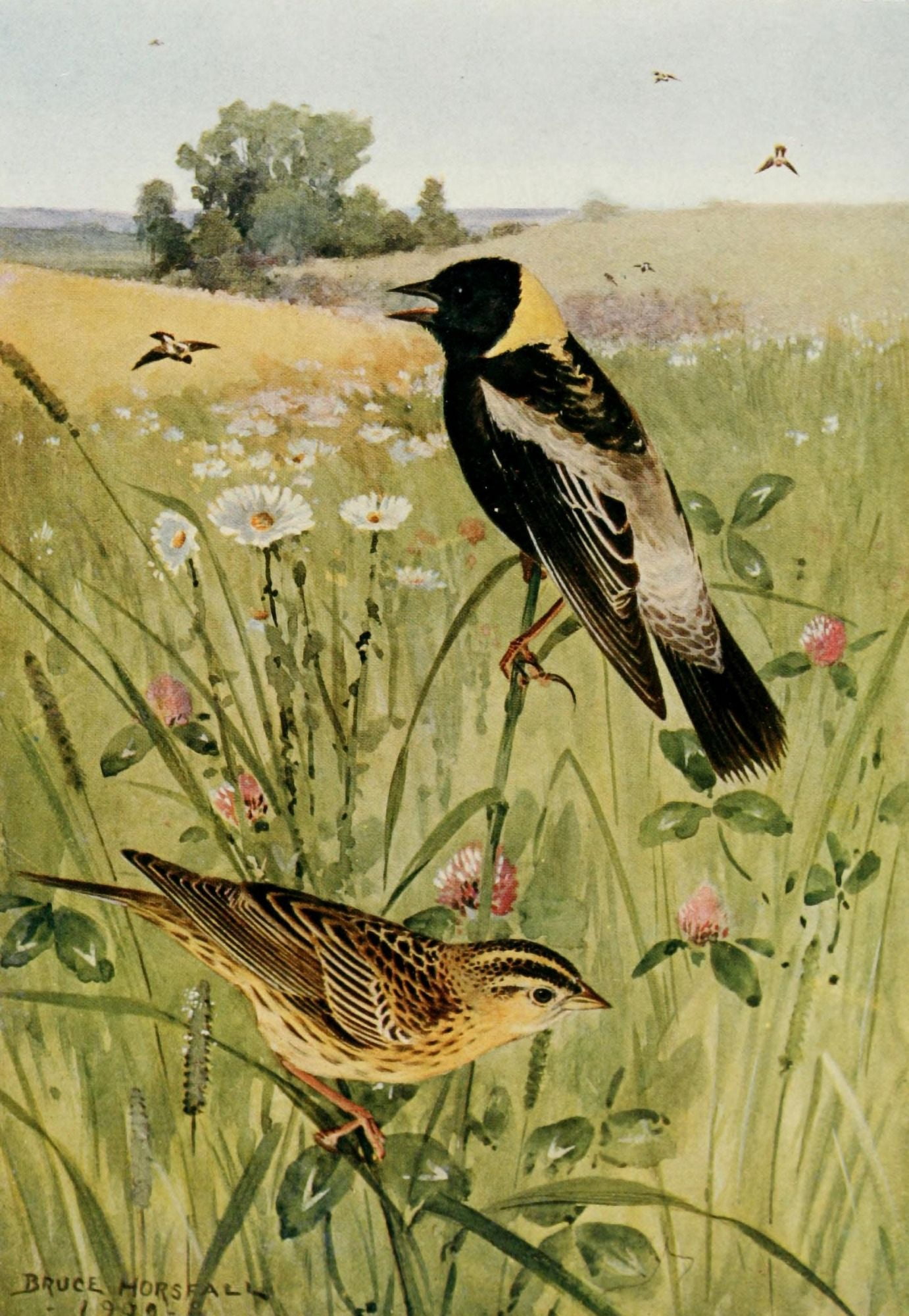 Bird-Lore 1922 Bobolink Canvas Art - RB Horsfall (18 x 24)