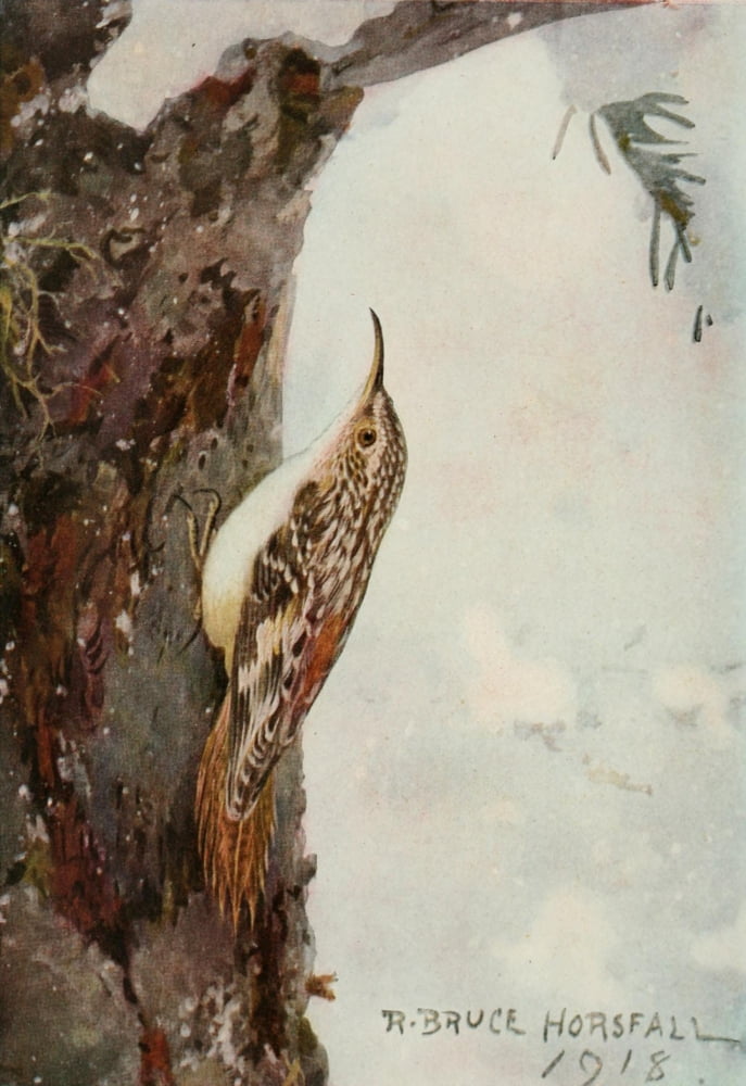 Bird-Lore 1922 Brown Creeper Canvas Art - RB Horsfall (18 x 24)
