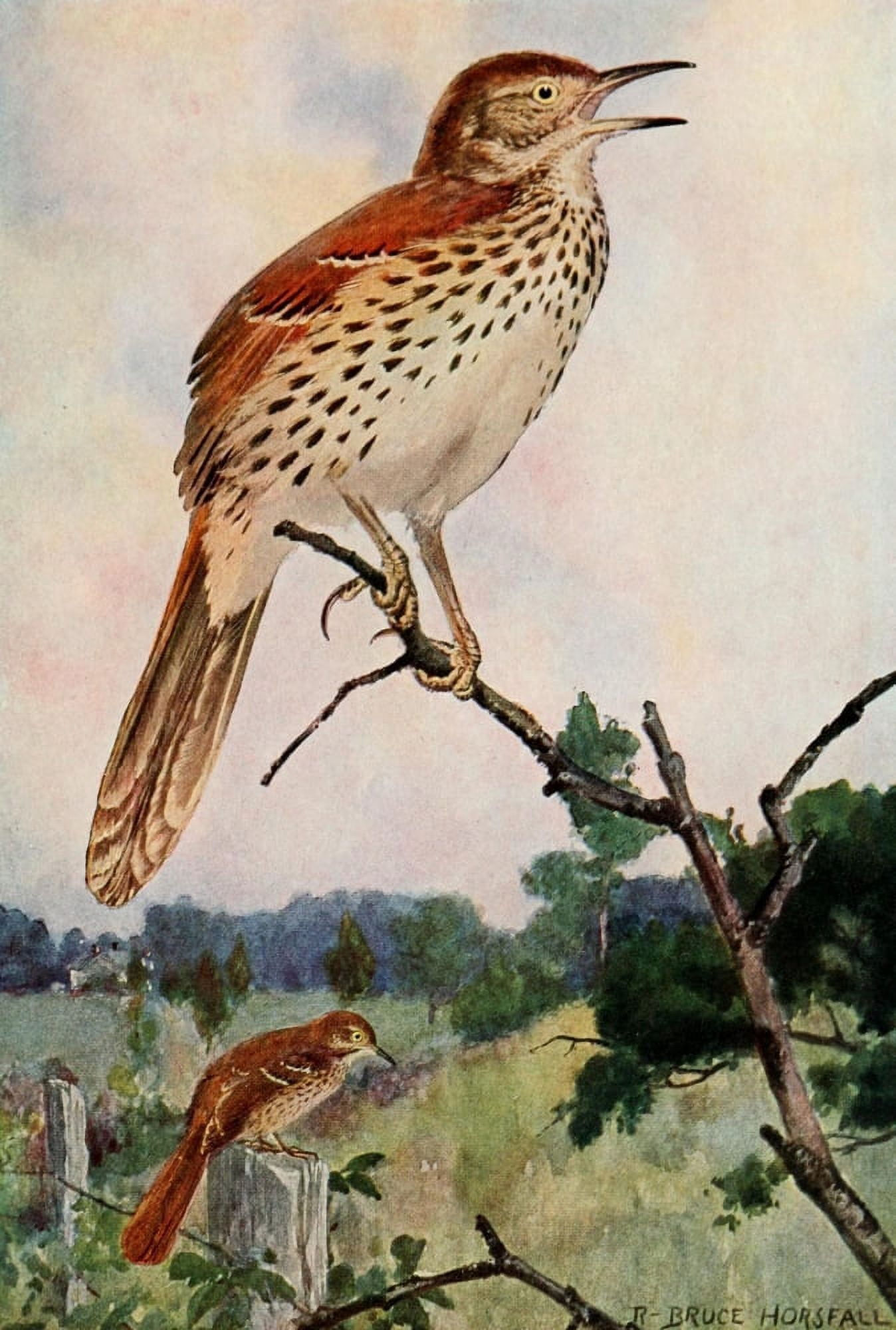 Bird-Lore 1922 Brown Thrasher Canvas Art - RB Horsfall (18 x 24)