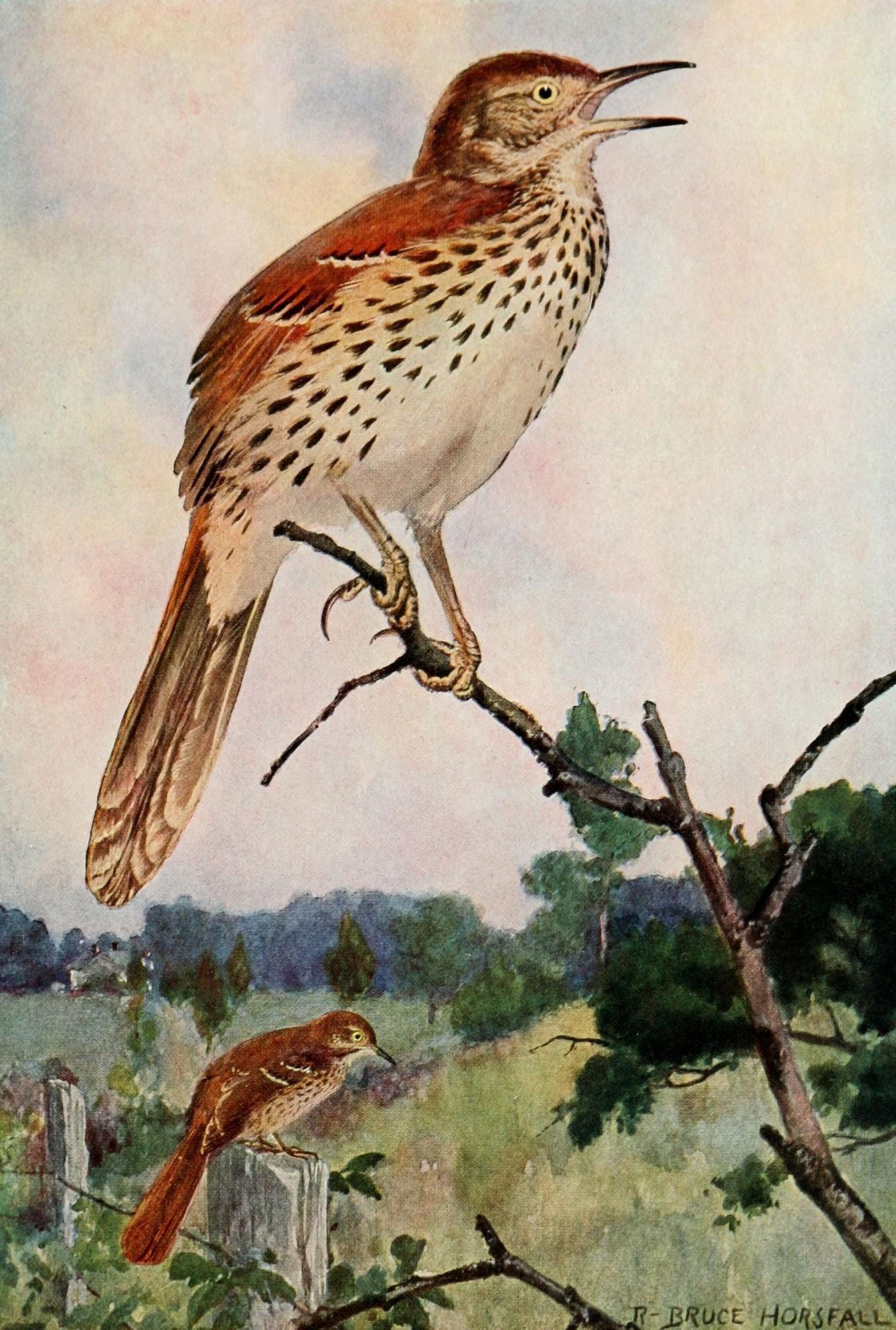 Bird-Lore 1922 Brown Thrasher Canvas Art - RB Horsfall (24 x 36)