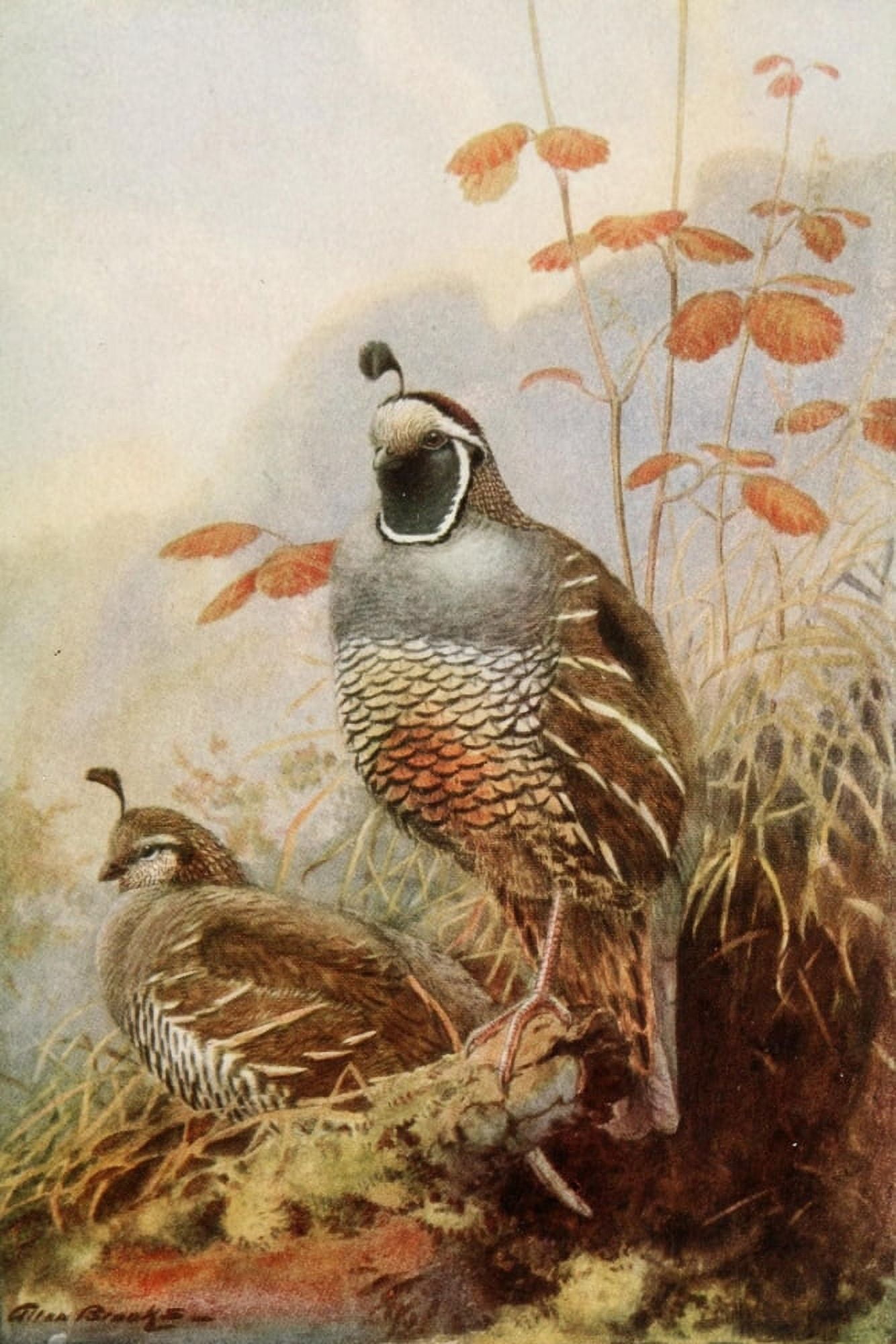 Bird-Lore 1922 California Partridge Canvas Art - A Brooks (18 x 24)
