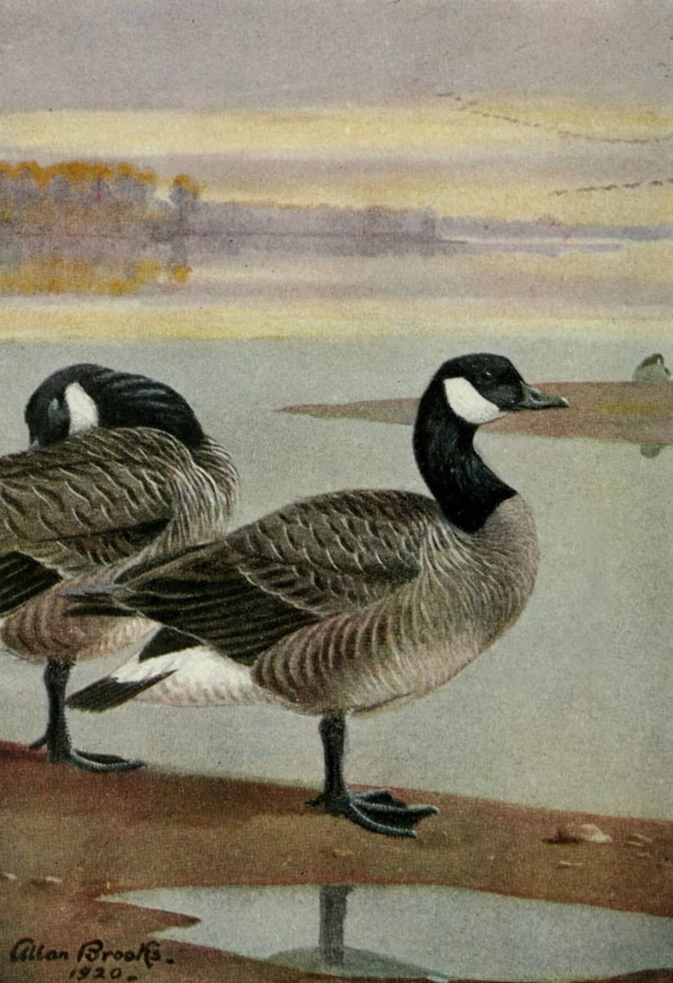 Bird-Lore 1922 Canada Goose Canvas Art - A Brooks (18 x 24)