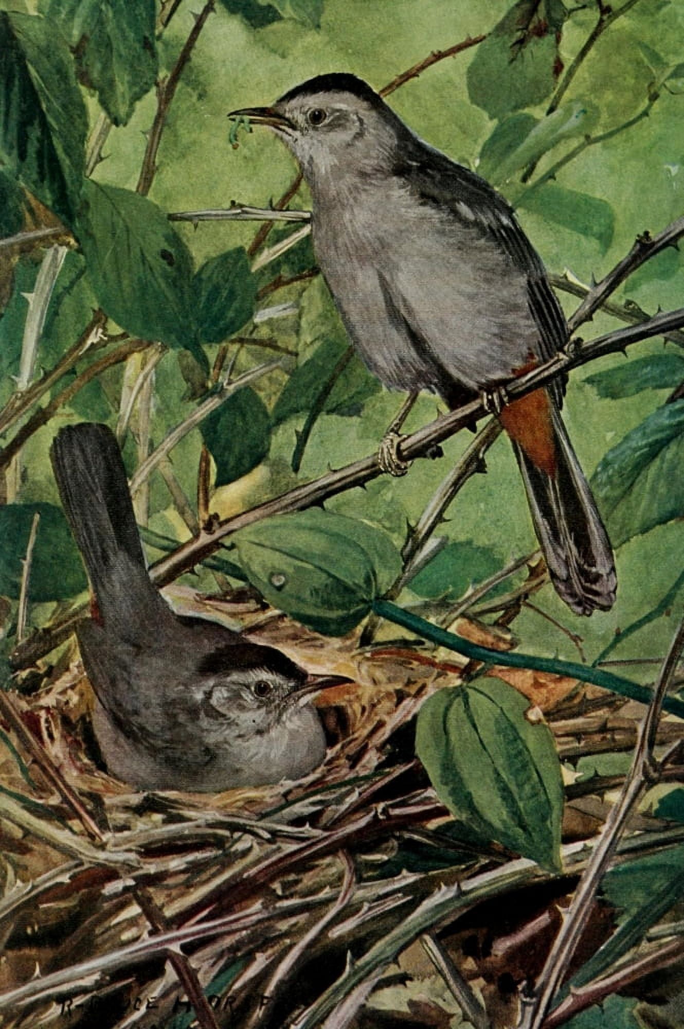 Bird-Lore 1922 Catbird Canvas Art - RB Horsfall (24 x 36)