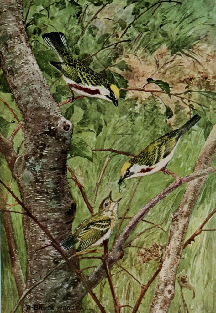 Bird-Lore 1922 Chestnut-sided Warbler Canvas Art - RB Horsfall (18 x 24)