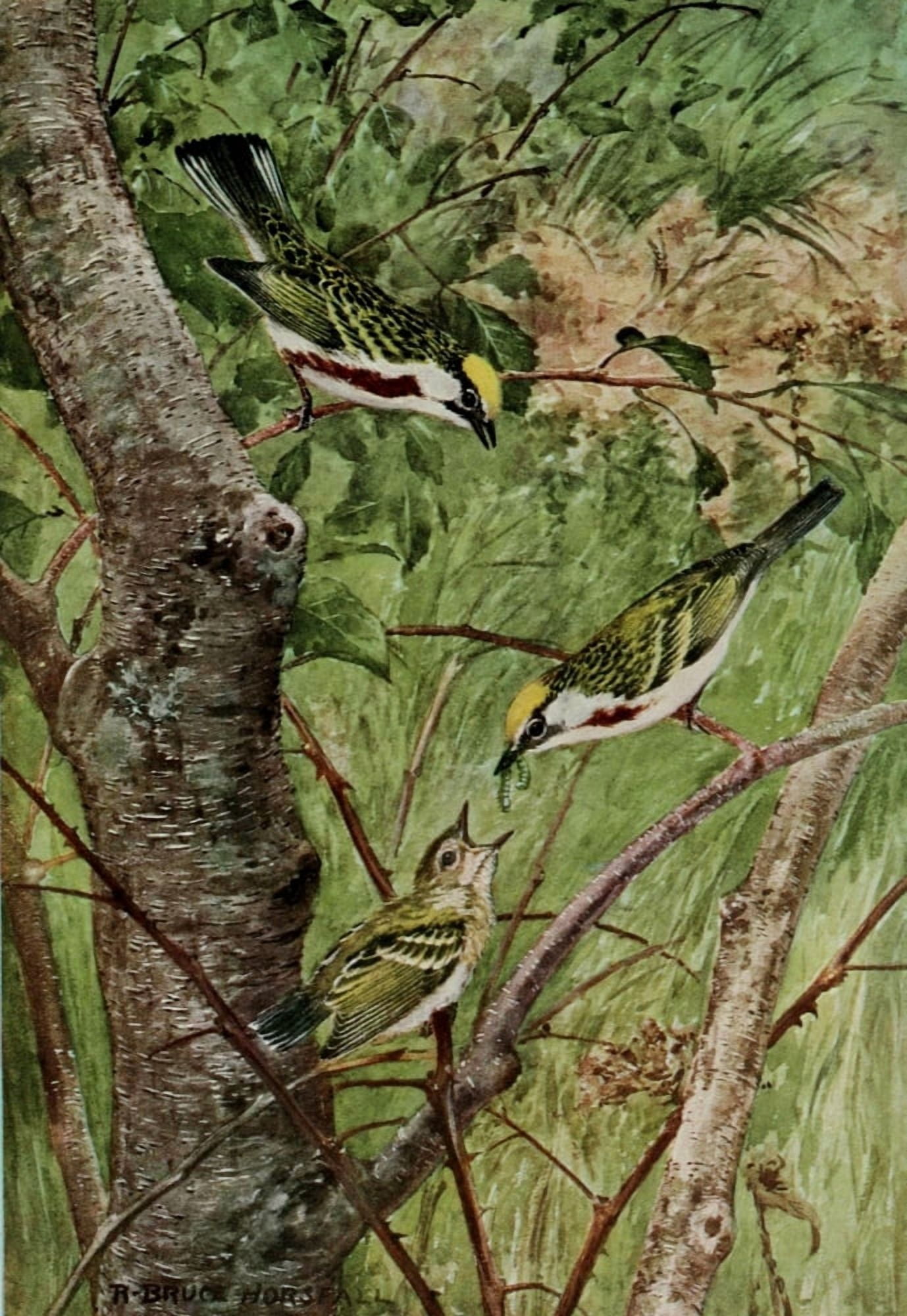 Bird-Lore 1922 Chestnut-sided Warbler Canvas Art - RB Horsfall (24 x 36)