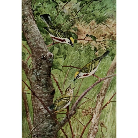 Bird-Lore 1922 Chestnut-sided Warbler Poster Print by R.B. Horsfall (24 x 36)