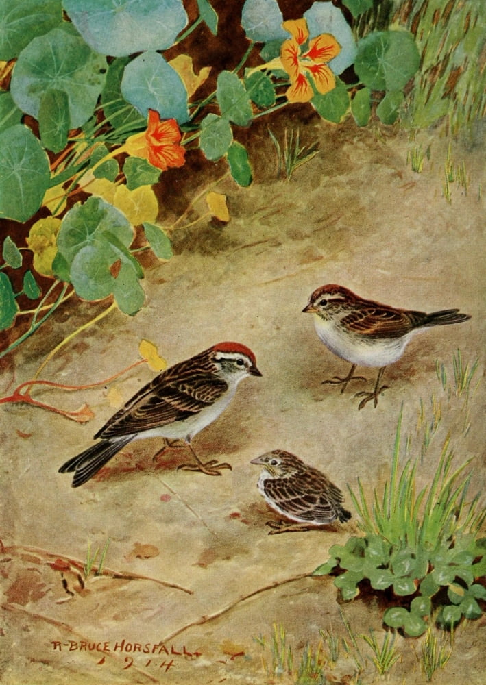 Bird-Lore 1922 Chipping Sparrow Canvas Art - RB Horsfall (24 x 36)