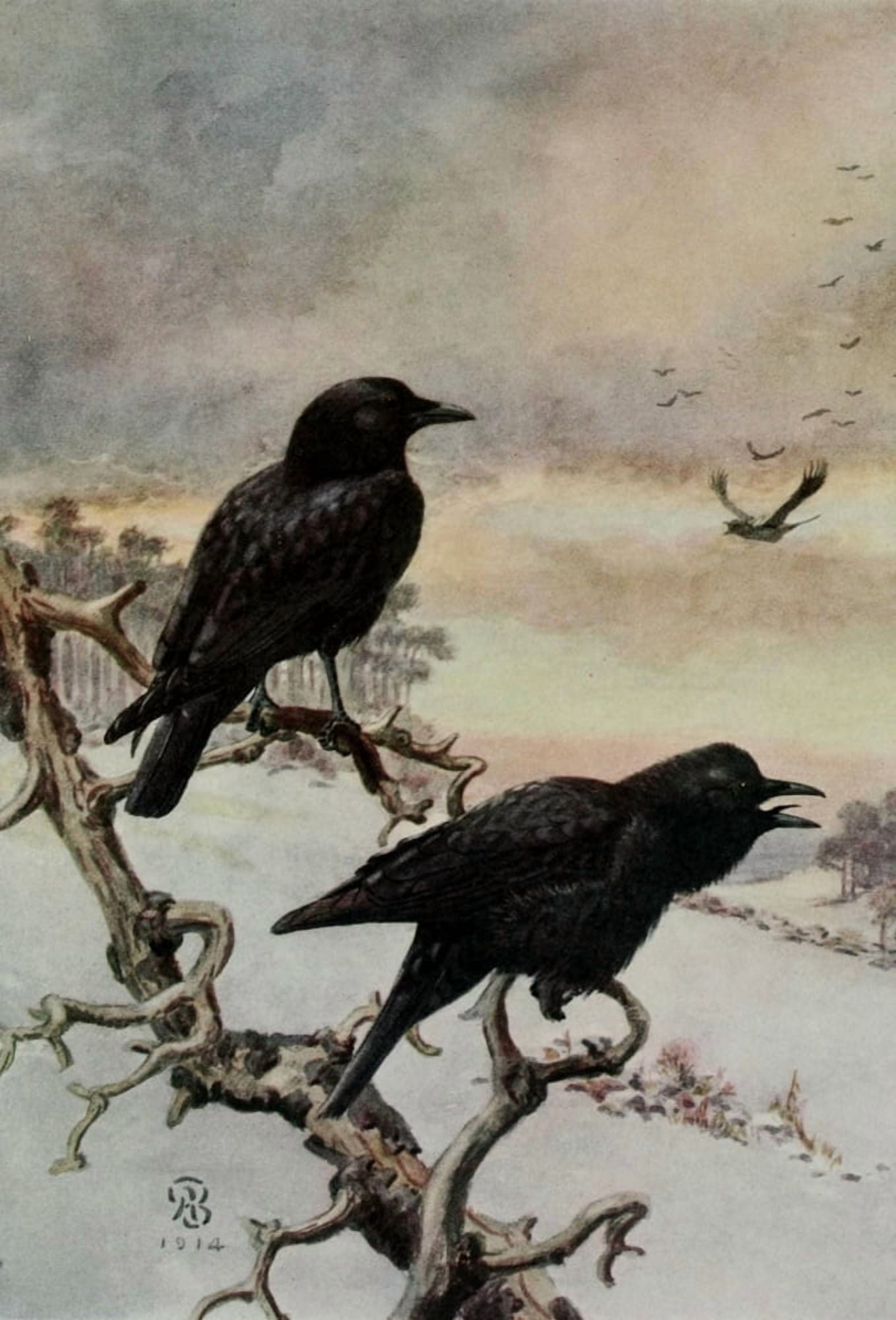 Bird-Lore 1922 Crow Canvas Art - A Brooks (18 x 24)