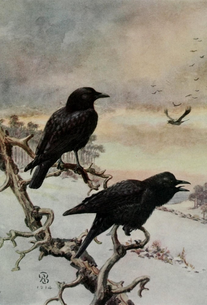 Bird-Lore 1922 Crow Canvas Art - A Brooks (24 x 36)