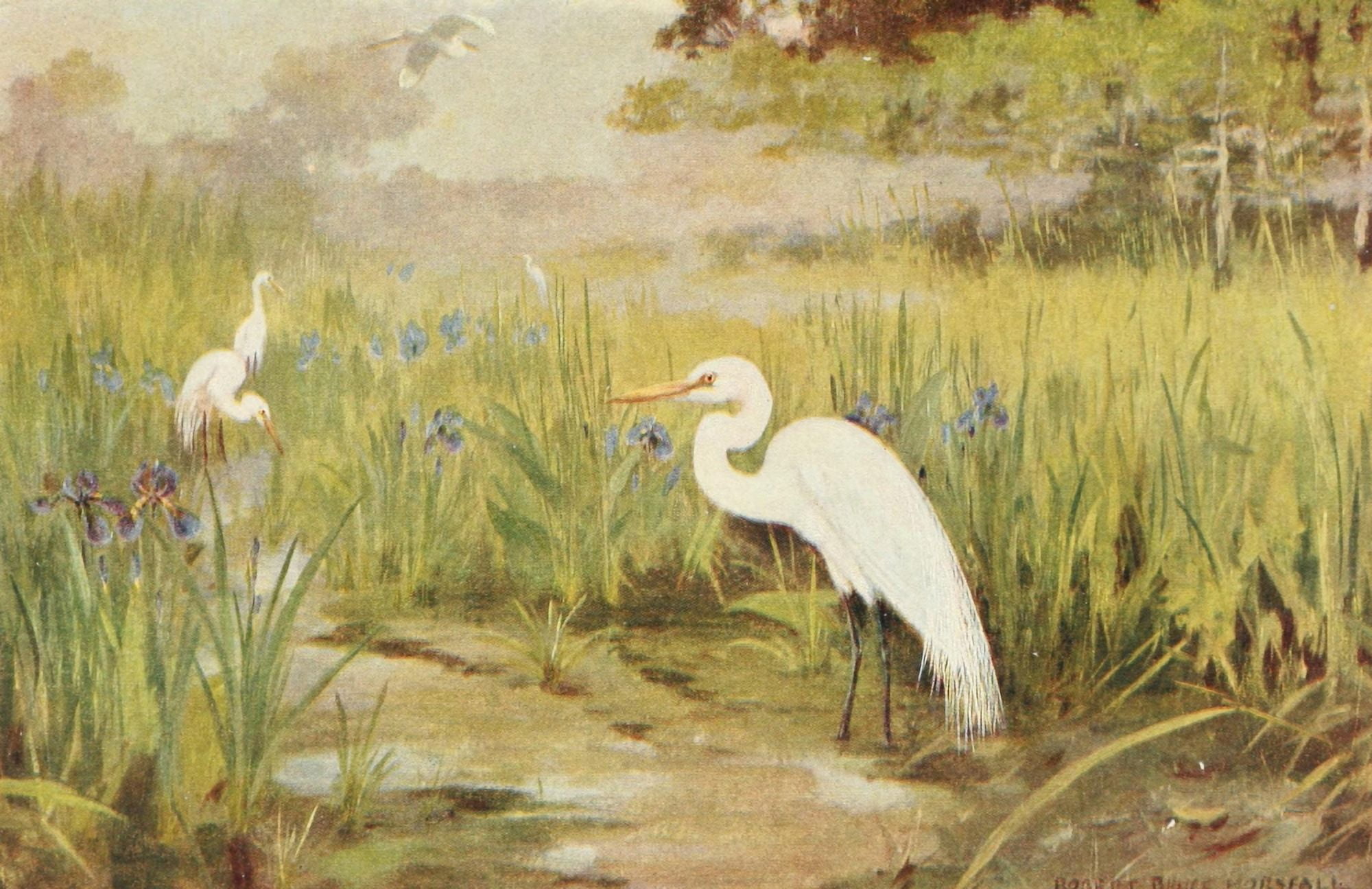 Bird-Lore 1922 Egret Canvas Art - RB Horsfall (24 x 36)