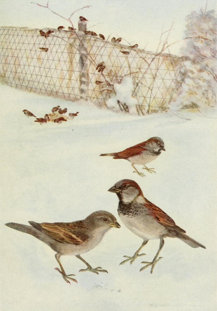 Bird-Lore 1922 English Sparrow Canvas Art - RB Horsfall (18 x 24)