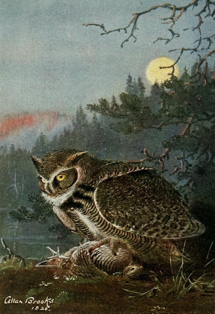 Bird-Lore 1922 Great Horned Owl Canvas Art - A Brooks (18 x 24)