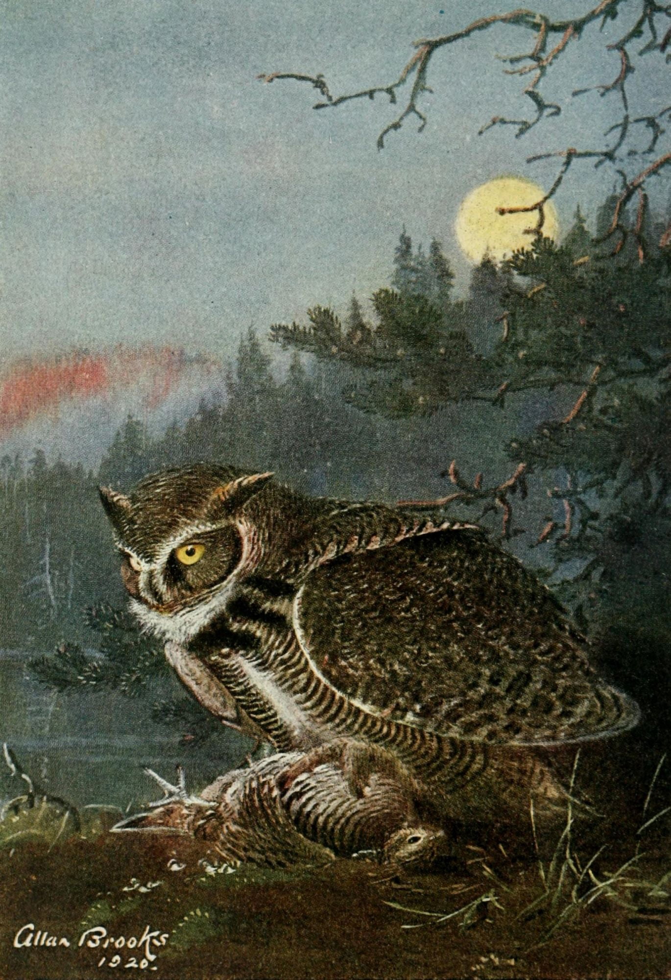 Bird-Lore 1922 Great Horned Owl Canvas Art - A Brooks (24 x 36)