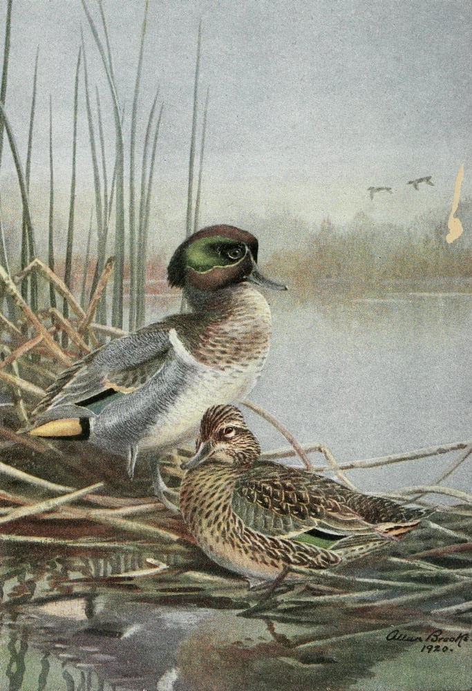 Bird-Lore 1922 Green-winged Teal Canvas Art - A Brooks (18 x 24)