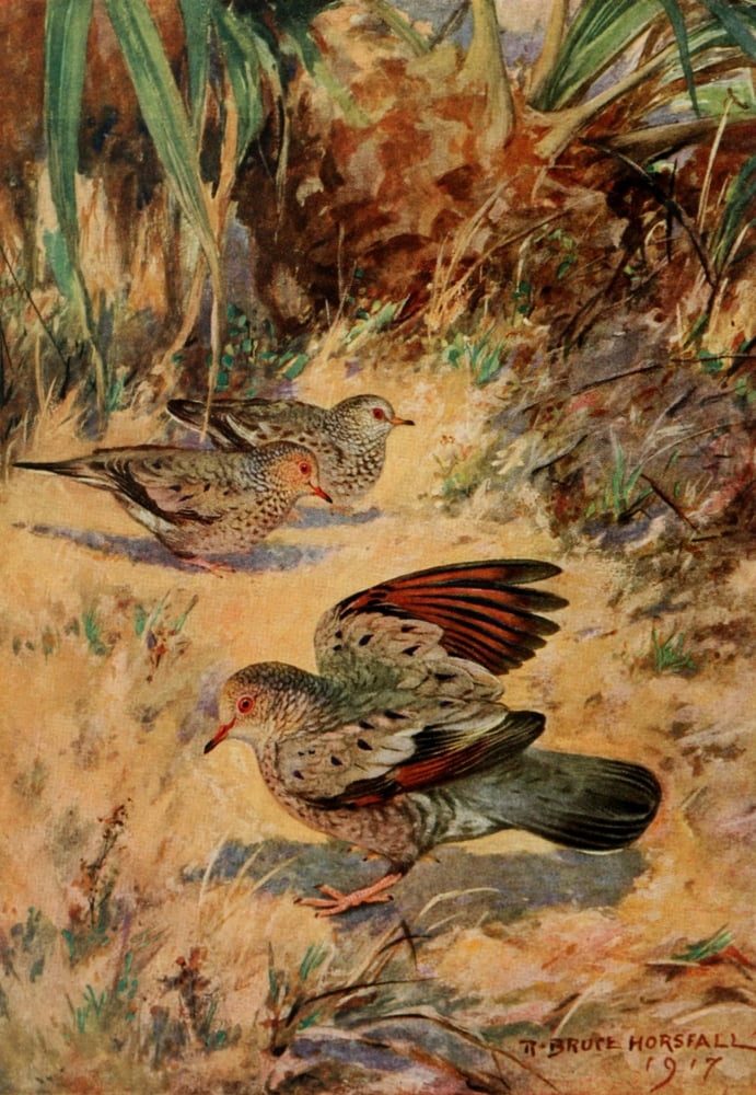 Bird-Lore 1922 Ground Dove Canvas Art - RB Horsfall (18 x 24)