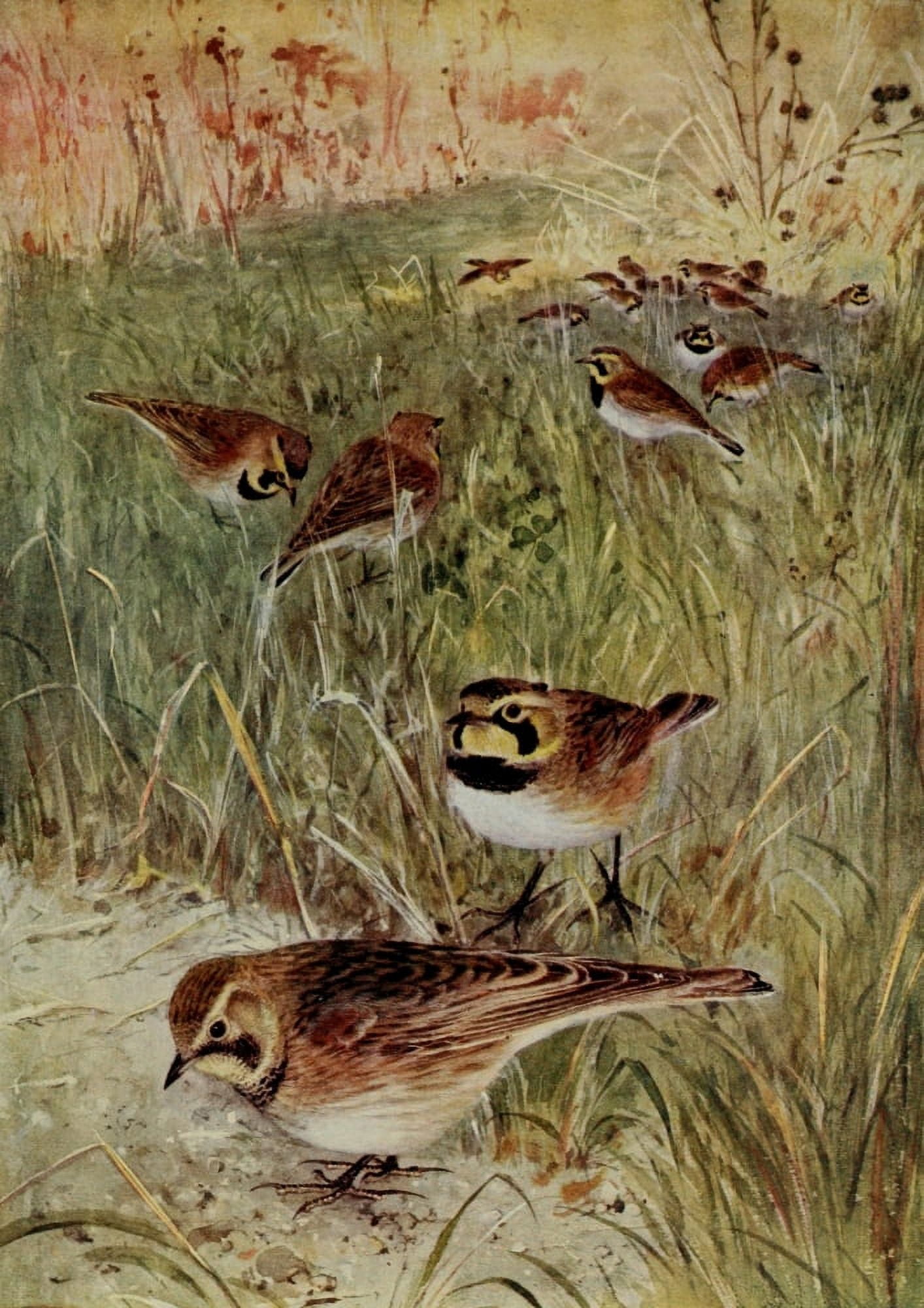 Bird-Lore 1922 Horned Lark Canvas Art - RB Horsfall (18 x 24)
