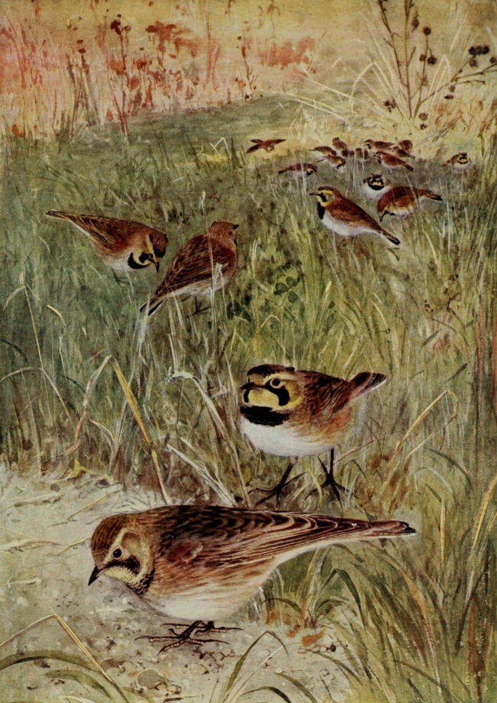 Bird-Lore 1922 Horned Lark Canvas Art - RB Horsfall (24 x 36)