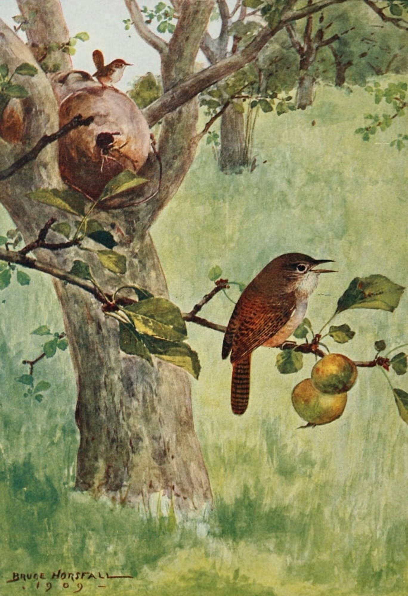 Bird-Lore 1922 House Wren Canvas Art - RB Horsfall (18 x 24)