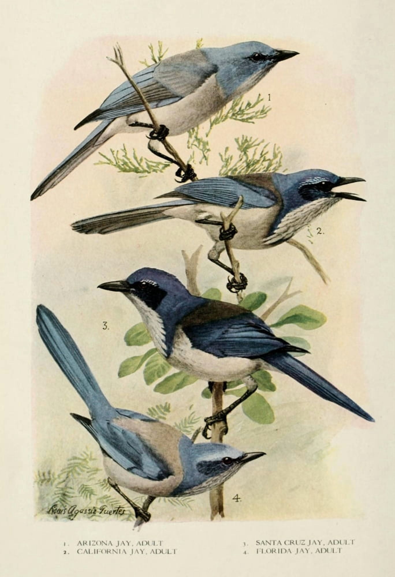 Bird-Lore 1922 Jays 1 Canvas Art - LA Fuertes (18 x 24)