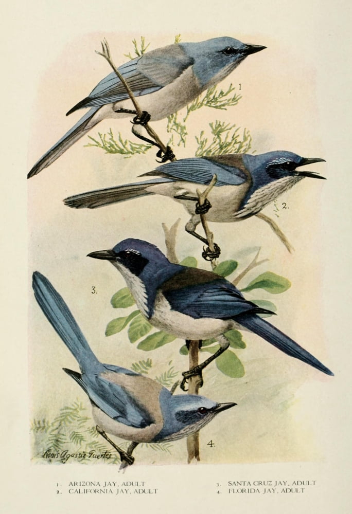 Bird-Lore 1922 Jays 1 Canvas Art - LA Fuertes (24 x 36)