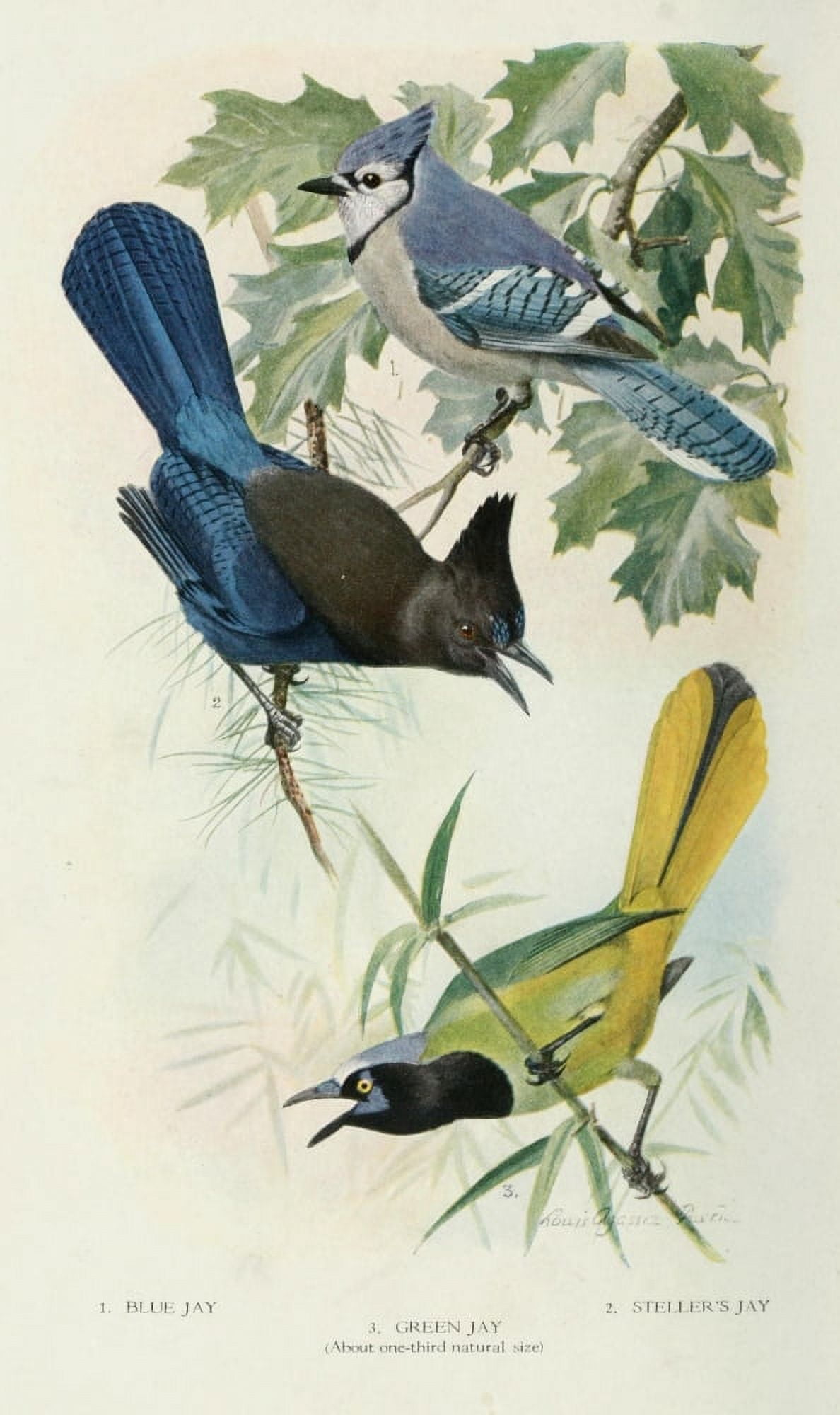 Bird-Lore 1922 Jays 2 Canvas Art - LA Fuertes (18 x 24)