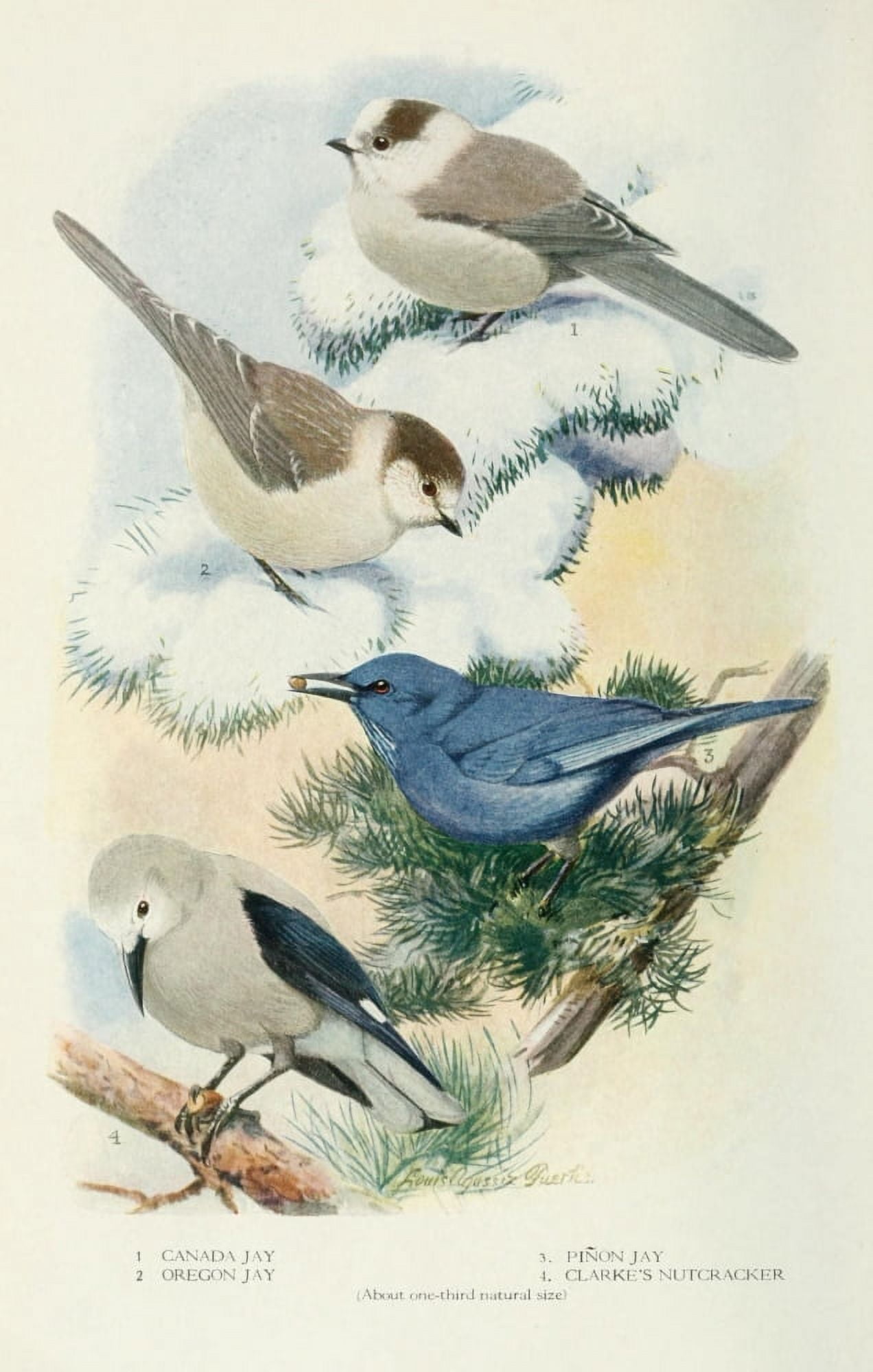 Bird-Lore 1922 Jays 3 Canvas Art - LA Fuertes (24 x 36)