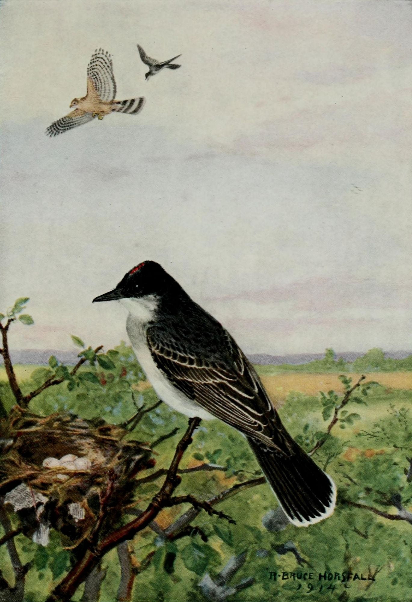 Bird-Lore 1922 Kingbird Canvas Art - RB Horsfall (24 x 36)