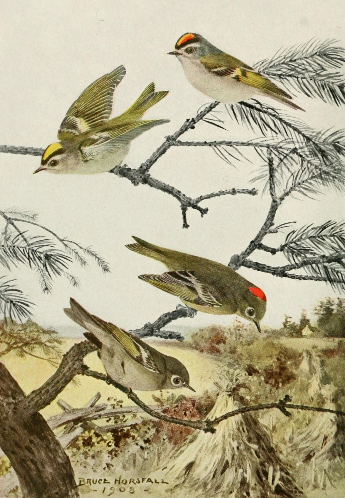 Bird-Lore 1922 Kinglets Canvas Art - RB Horsfall (18 x 24)