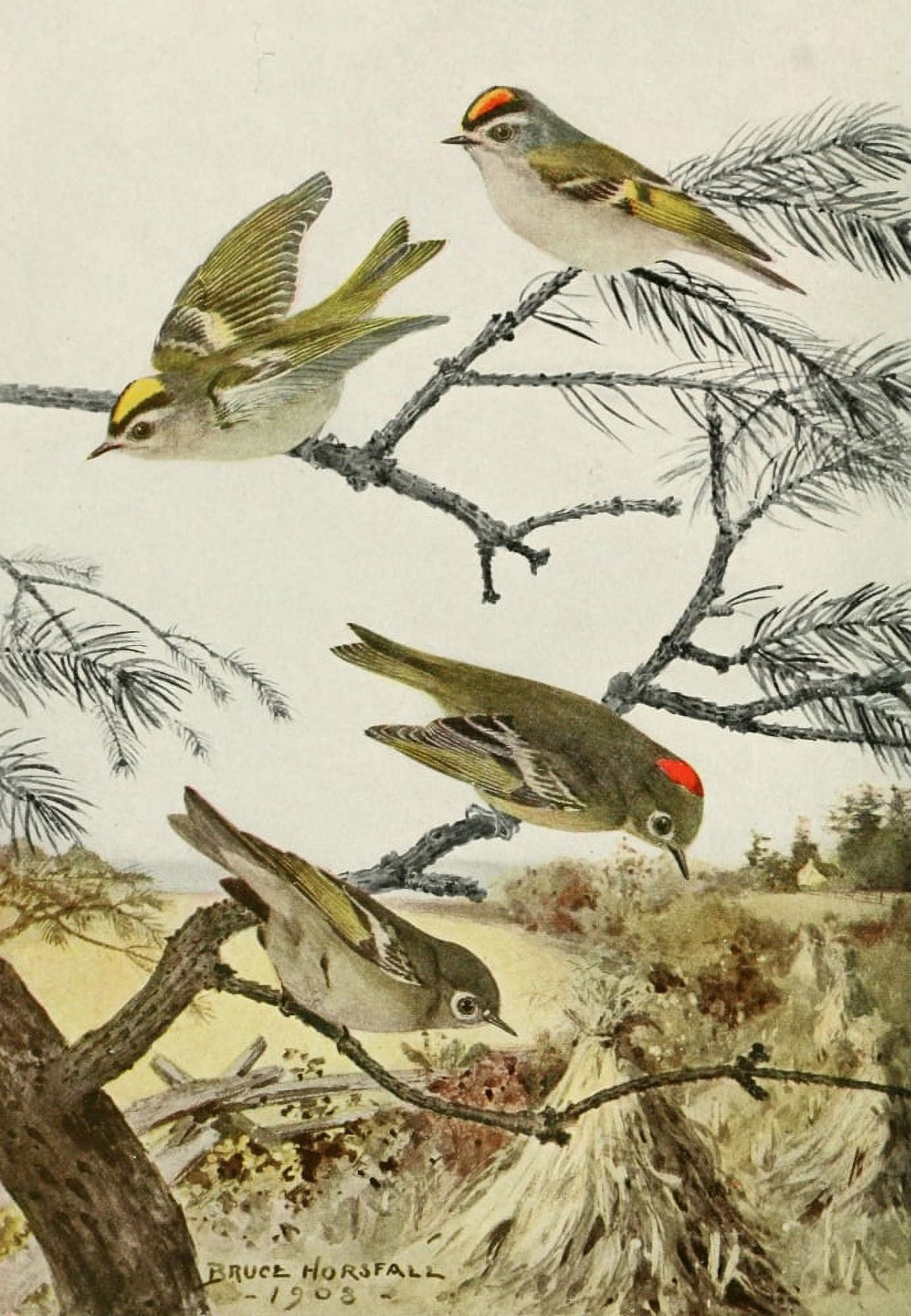 Bird-Lore 1922 Kinglets Canvas Art - RB Horsfall (24 x 36)