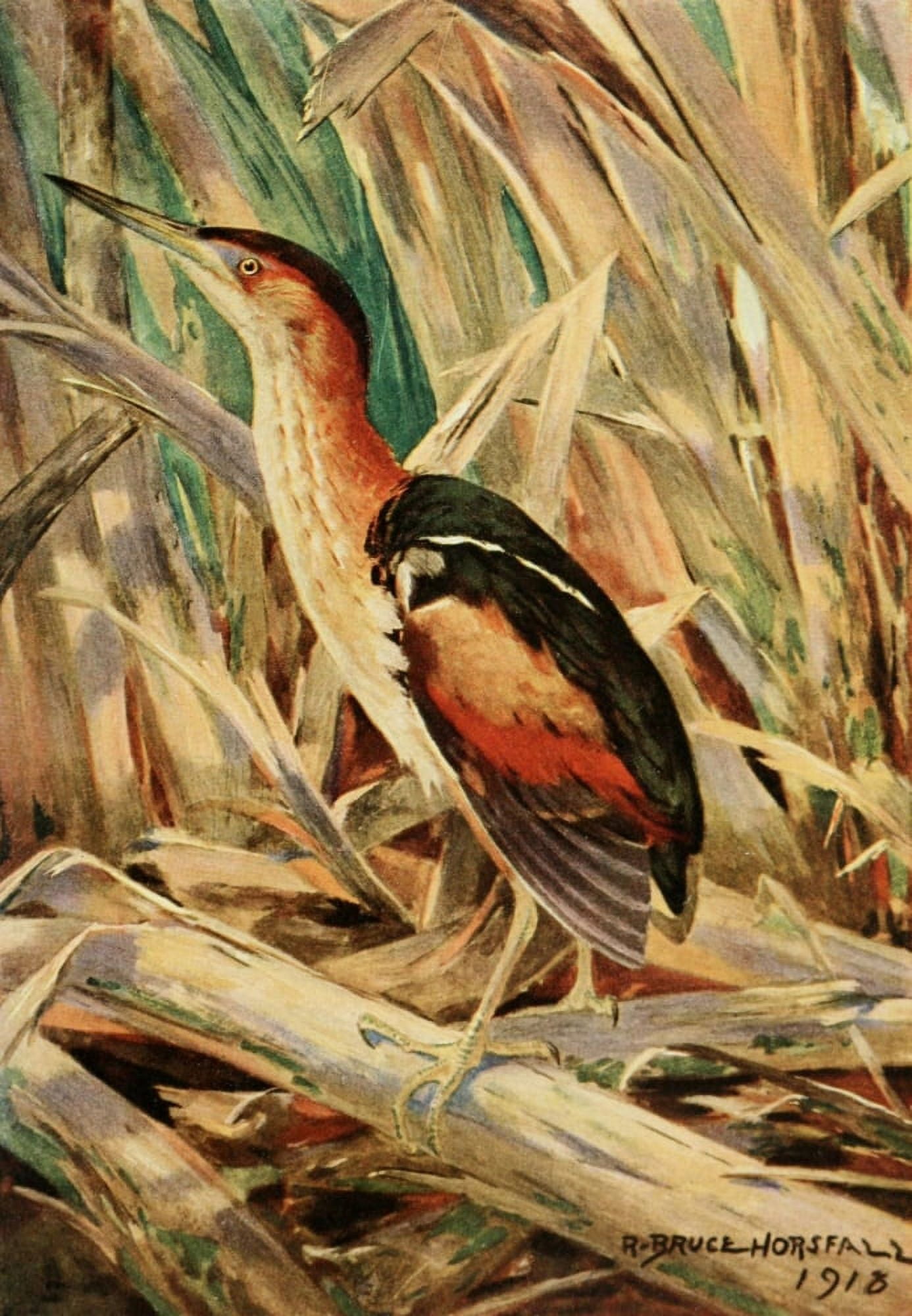 Bird-Lore 1922 Least Bittern Canvas Art - RB Horsfall (24 x 36)
