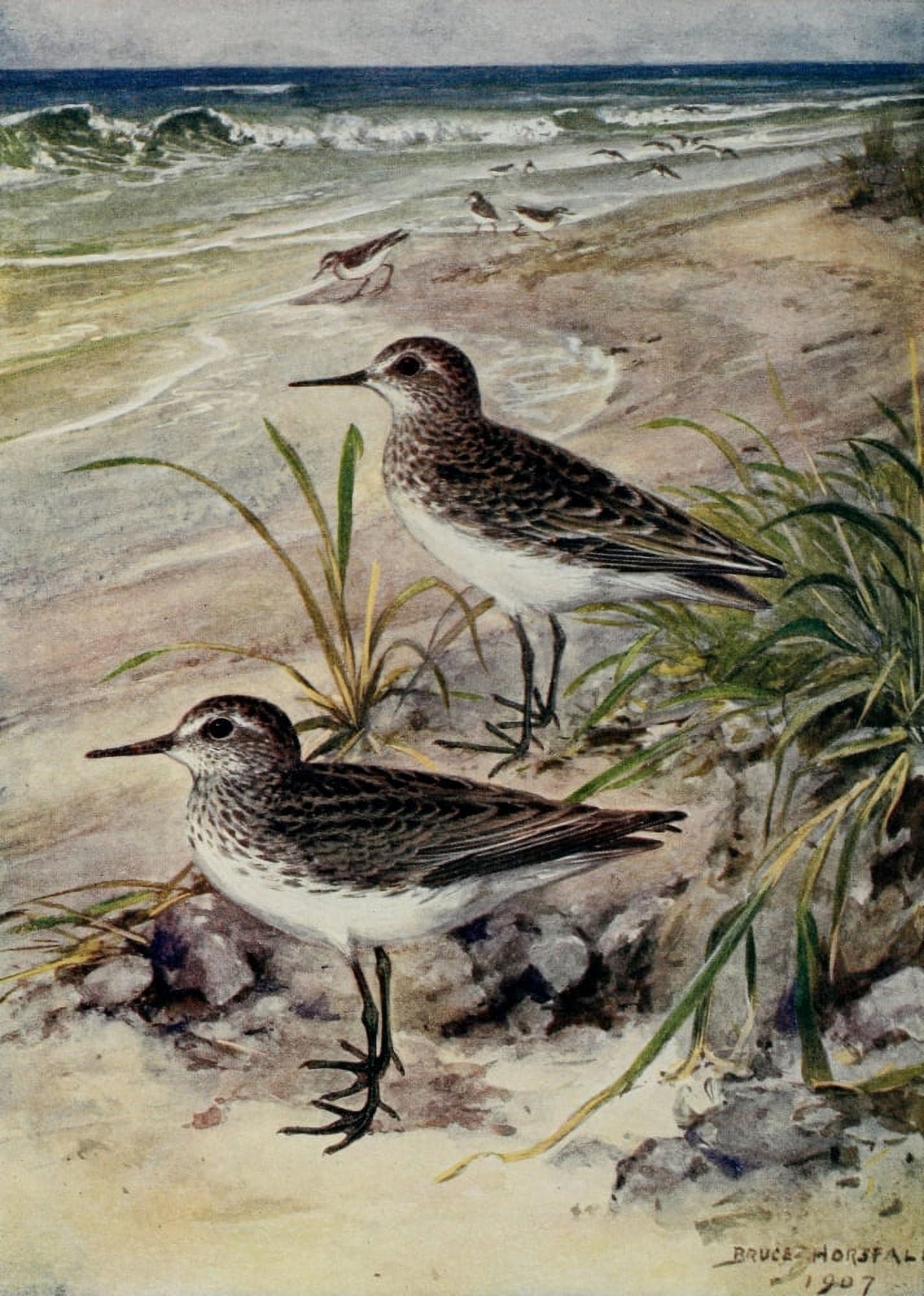 Bird-Lore 1922 Least Sandpiper Canvas Art - RB Horsfall (18 x 24)
