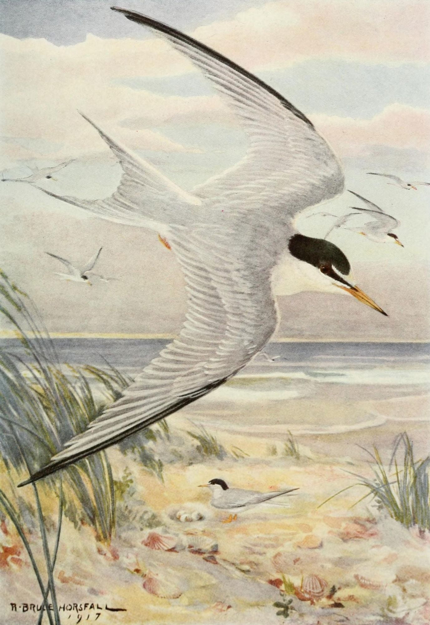 Bird-Lore 1922 Least Tern Canvas Art - RB Horsfall (18 x 24)