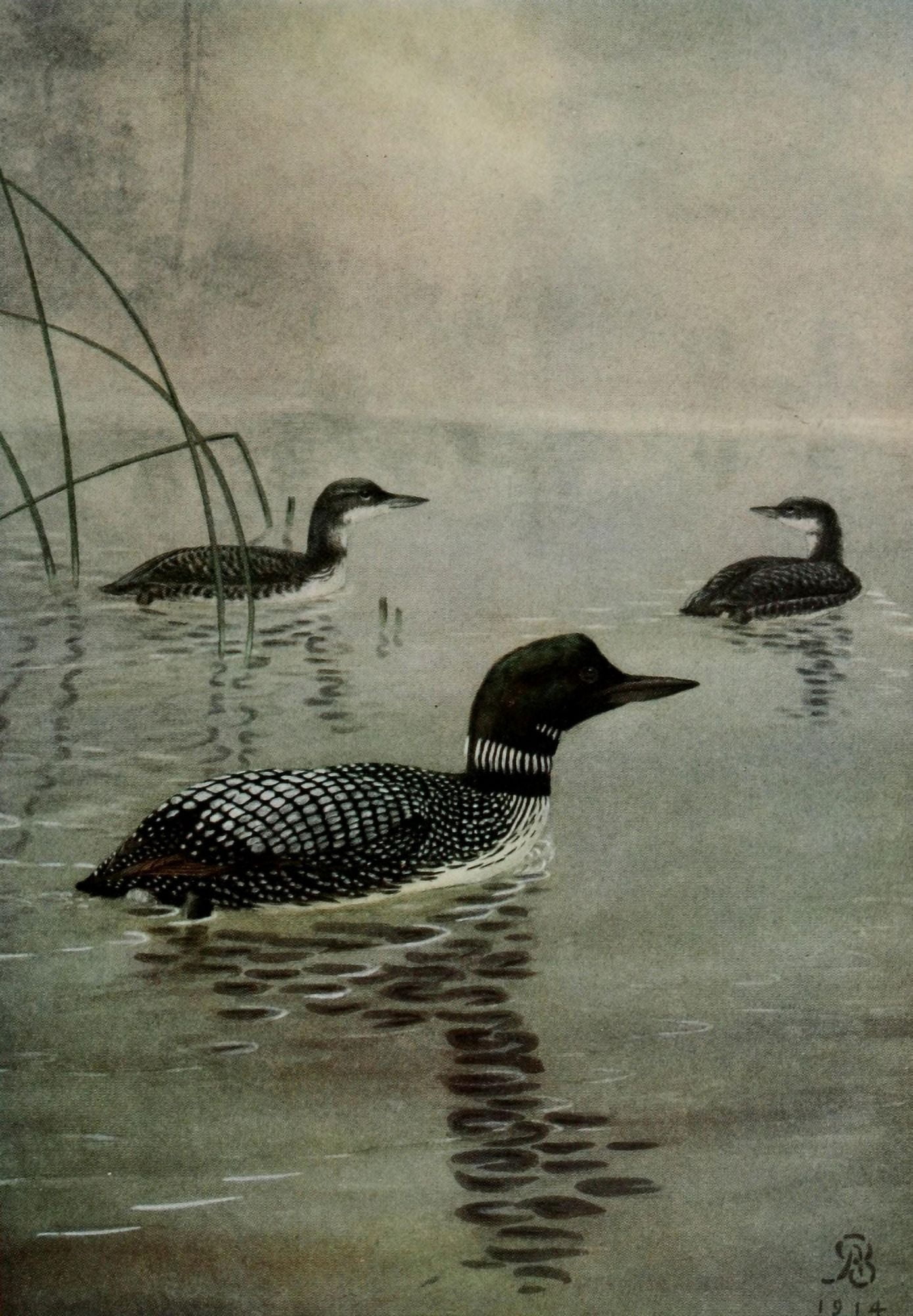 Bird-Lore 1922 Loon Canvas Art - A Brooks (24 x 36)