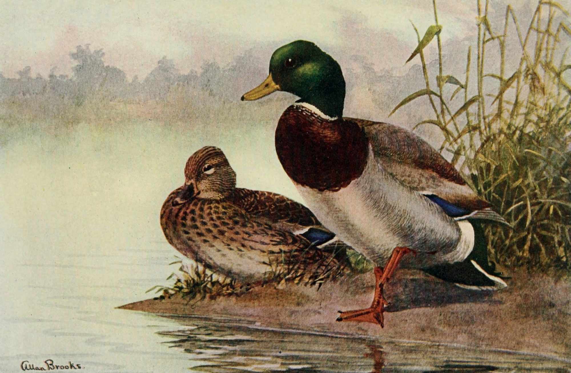 Bird-Lore 1922 Mallard Canvas Art - A Brooks (24 x 36)
