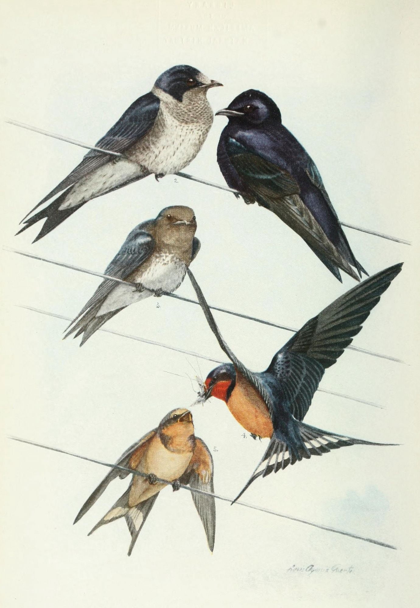 Bird-Lore 1922 Martins & Swallows Canvas Art - LA Fuertes (18 x 24)
