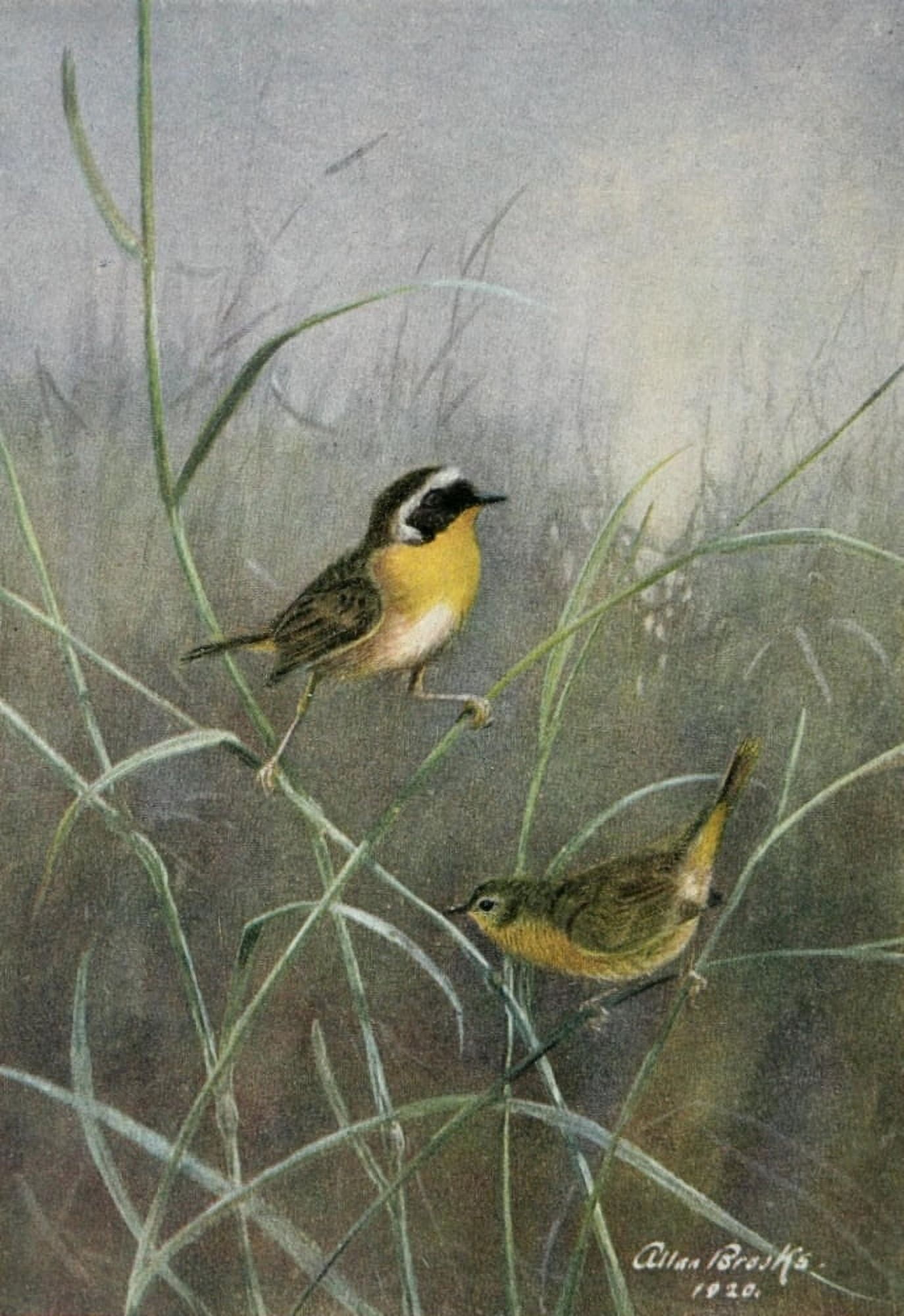 Bird-Lore 1922 Maryland Yellow-throat Canvas Art - A Brooks (24 x 36)
