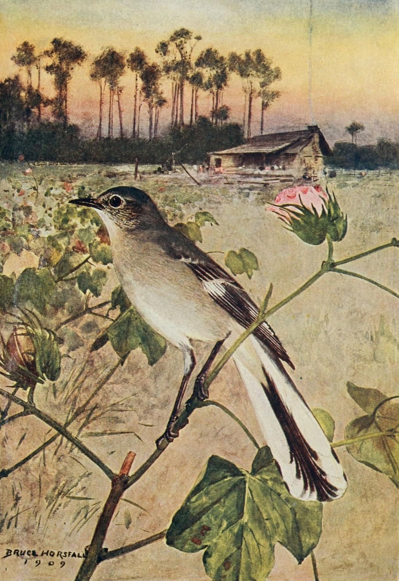 Bird-Lore 1922 Mockingbird Canvas Art - RB Horsfall (24 x 36)